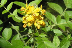 Cassia hirsuta